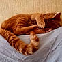 animal, cat, comfort, cozy, curled_up, cute, feline, fur, ginger_cat, indoor, napping, paw_covering_face, pet, quiet, relaxed, resting, sleeping, soft, tabby, tail