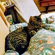 Youmi a rejoint le concours — aidez-le/la à gagner de superbes lots ! animal, blanket, cat, comfortable, couch, cozy, domestic, floral_pattern, furniture, home, indoor, pet, relaxing, resting, sleeping, striped, tabby, vintage, warm_lighting, wooden