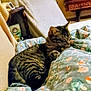 animal, blanket, cat, comfortable, couch, cozy, domestic, floral_pattern, furniture, home, indoor, pet, relaxing, resting, sleeping, striped, tabby, vintage, warm_lighting, wooden