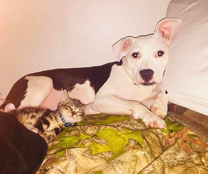 Bubby is registered to the contest to win money with this photo: bedding, canidae, carnivore, cat, collar, comfort, companion_dog, couch, dog, dog_breed, fawn, linens, paw, pet_supply, snout, sporting_group, tail, vertebrate, whiskers, working_animal