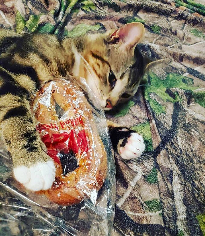 Bubby joined the competition — help win amazing prizes! carnivore, cat, claw, domestic_short_haired_cat, eye, fawn, felidae, fur, grass, paw, plant, small_to_medium_sized_cats, snout, soil, tail, terrestrial_animal, toy, tree, whiskers, wildlife