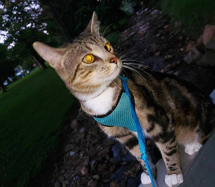 Bubby is registered to the contest to win money with this photo: carnivore, cat, claw, domestic_short_haired_cat, fawn, felidae, foot, fur, grass, paw, plant, sitting, small_to_medium_sized_cats, snout, tail, terrestrial_animal, tree, whiskers, wildlife