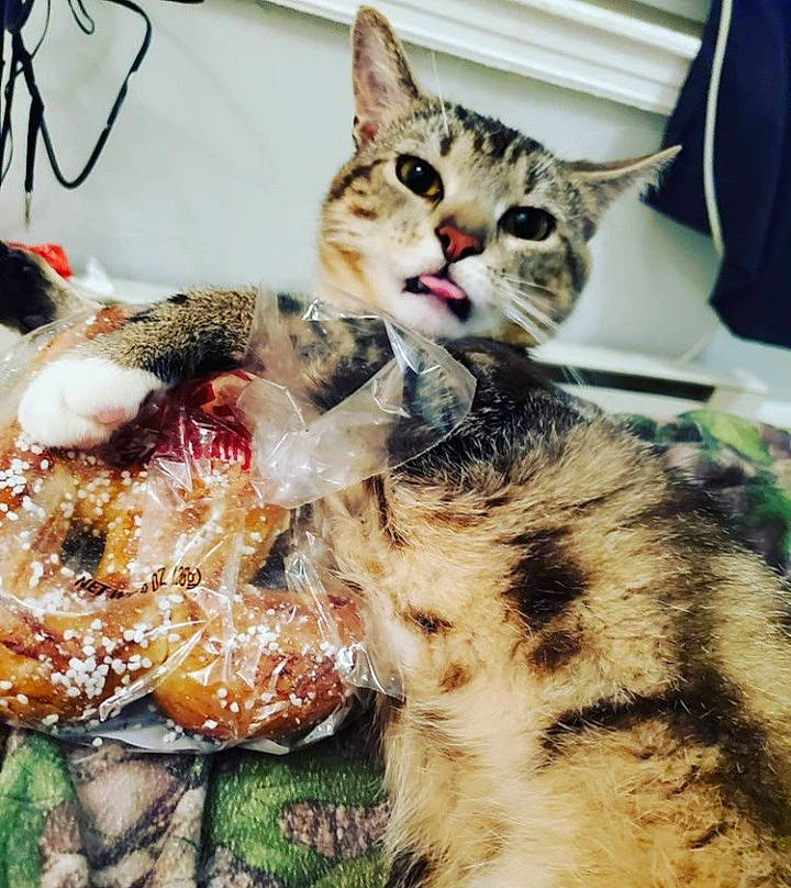 Bubby is registered to the contest to win money with this photo: carnivore, cat, claw, domestic_short_haired_cat, fawn, felidae, fur, grass, organism, pattern, paw, plant, small_to_medium_sized_cats, snout, tail, terrestrial_animal, whiskers, wildlife