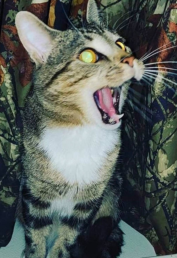 Bubby is registered to the contest to win money with this photo: carnivore, cat, domestic_short_haired_cat, eye, fang, felidae, fur, grass, head, iris, jaw, mouth, small_to_medium_sized_cats, snout, terrestrial_animal, tooth, whiskers, wildlife, window, yawn