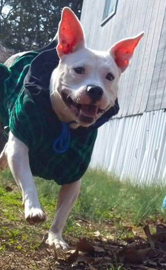 Niya is registered to the contest to win money with this photo: canidae, carnivore, companion_dog, dog, dog_breed, dog_supply, electric_blue, fawn, grass, non_sporting_group, plant, snout, soil, sporting_group, terrestrial_animal