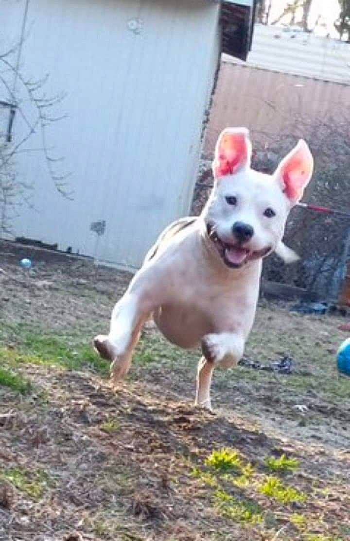 Niya is registered to the contest to win money with this photo: canidae, carnivore, collar, companion_dog, dog, dog_breed, dog_supply, fawn, grass, non_sporting_group, plant, snout, soil, sporting_group, tail, terrestrial_animal