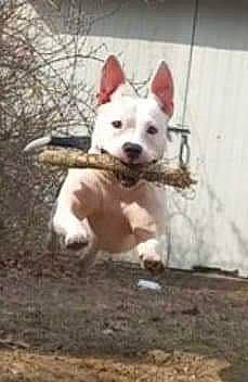 Niya joined the competition — help win amazing prizes! ancient_dog_breeds, canidae, carnivore, companion_dog, dog, dog_breed, dog_supply, fawn, non_sporting_group, pet_supply, snout, sporting_group, tail, terrestrial_animal, wood, working_animal