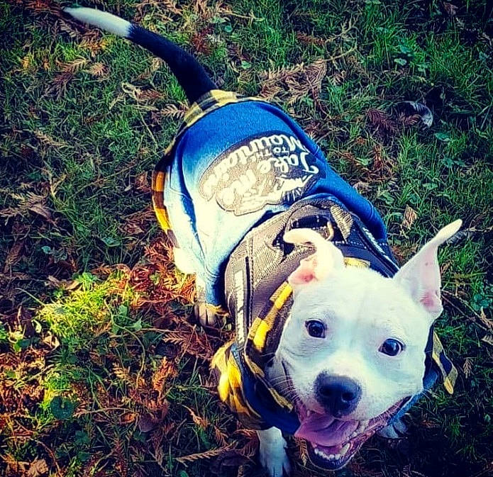 Niya joined the competition — help win amazing prizes! canidae, carnivore, cloud, companion_dog, dog, dog_breed, dog_clothes, electric_blue, fawn, grass, happy, mountainous_landforms, plant, recreation, snout, soil, sporting_group, sunlight, wilderness, working_animal