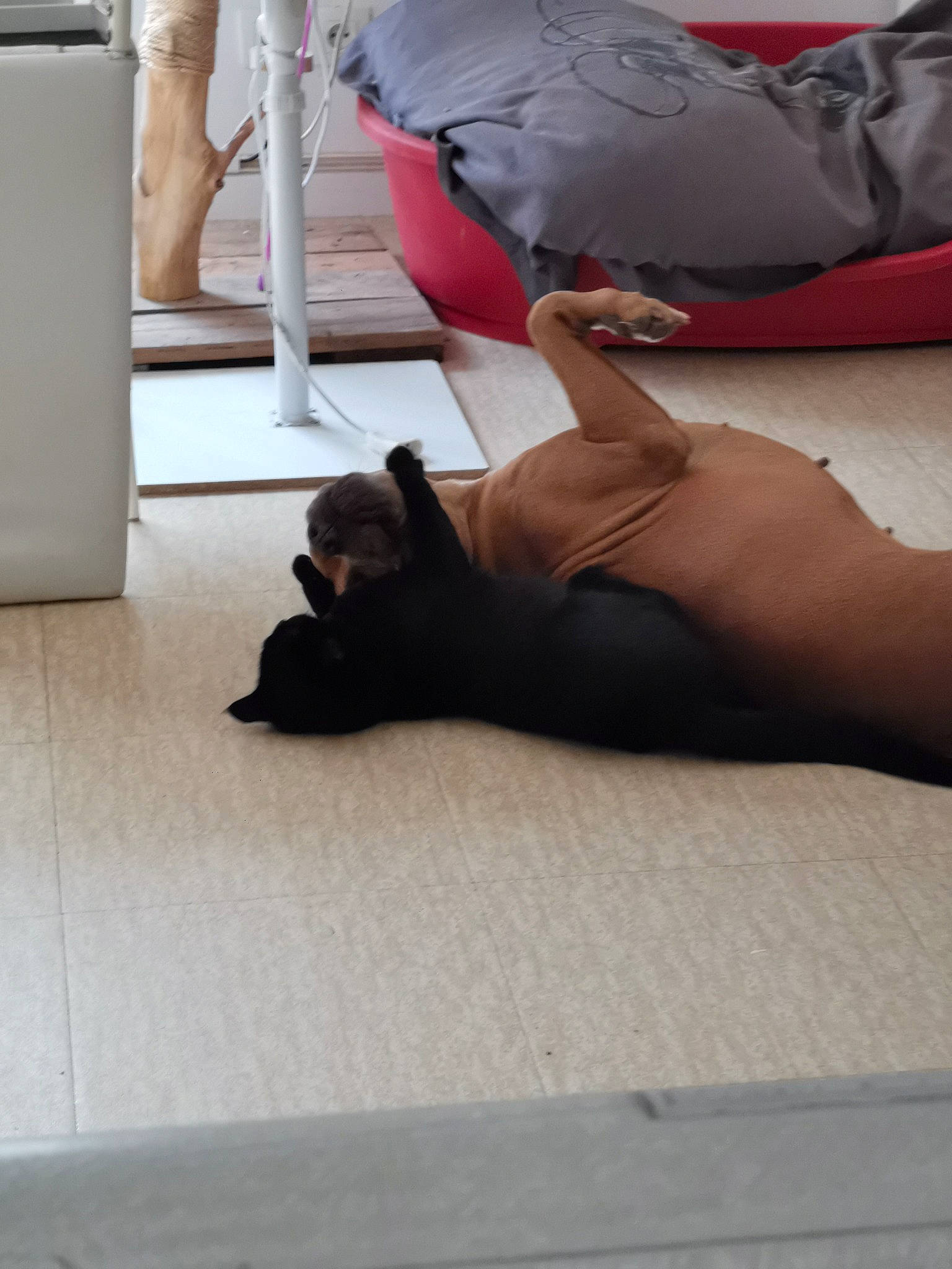 Moumoune a rejoint le concours — aidez-le/la à gagner de superbes lots ! canidae, cat, comfort, dog, ear, fawn, floor, flooring, foot, french_bulldog, hand, human_body, human_leg, knee, leg, non_sporting_group, skin, sole, thigh, vacation