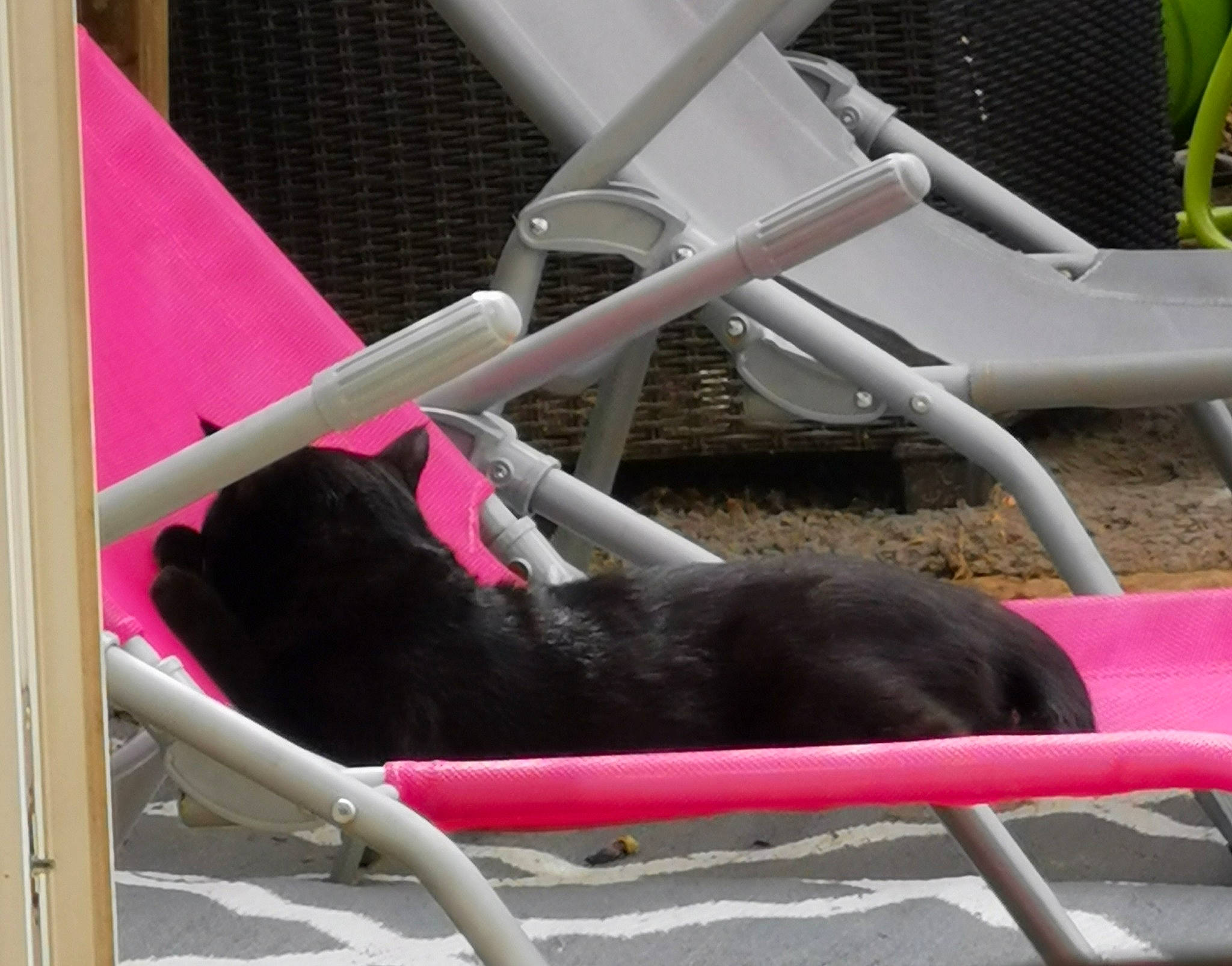 Moumoune participe au concours pour gagner de l'argent avec cette photo : canidae, carnivore, cat, chair, felidae, magenta, pink, plant, small_to_medium_sized_cats, sporting_group