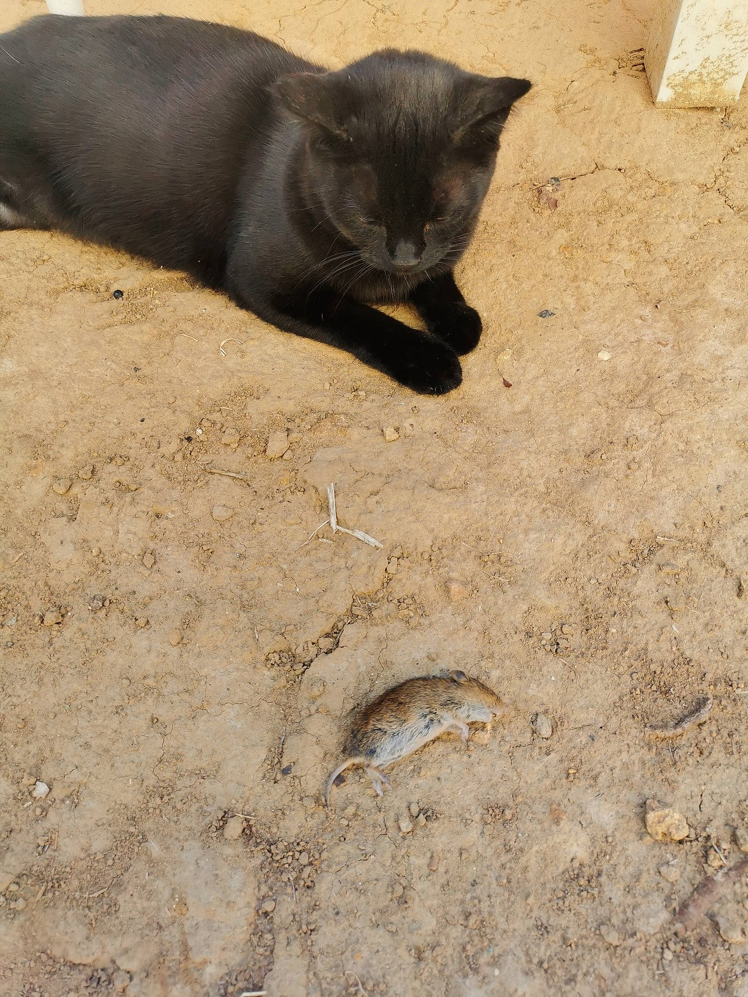 Moumoune a rejoint le concours — aidez-le/la à gagner de superbes lots ! black_cat, burmese, carnivore, cat, domestic_short_haired_cat, felidae, organism, sand, small_to_medium_sized_cats, snout, tail, whiskers