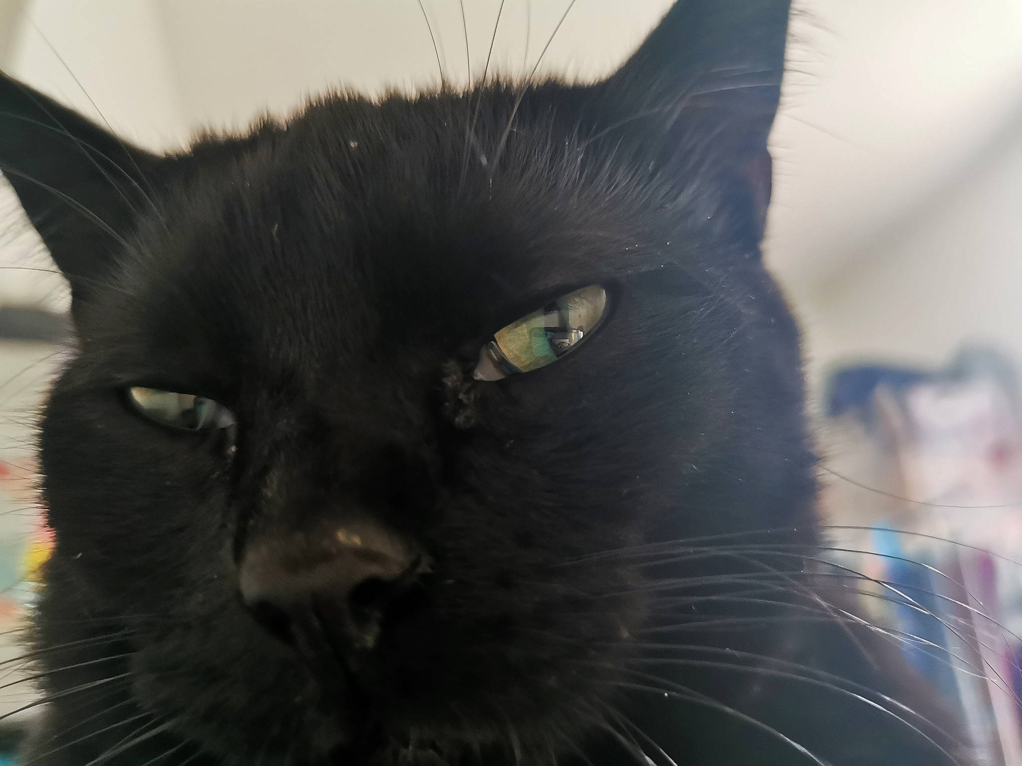 Moumoune a rejoint le concours — aidez-le/la à gagner de superbes lots ! asian, black, black_cat, bombay, burmese, carnivore, cat, close_up, domestic_long_haired_cat, domestic_short_haired_cat, eye, felidae, fur, mammal, small_to_medium_sized_cats, snout, vertebrate, whiskers