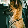 Byronxn participe au concours pour gagner de l'argent avec cette photo : dog, german_shepherd, pet, animal, car_interior, seat, collar, window, sunlight, fur, portrait, side_view, domestic_animal, transportation, vehicle, seatbelt, looking_away, young_dog, indoor, daytime