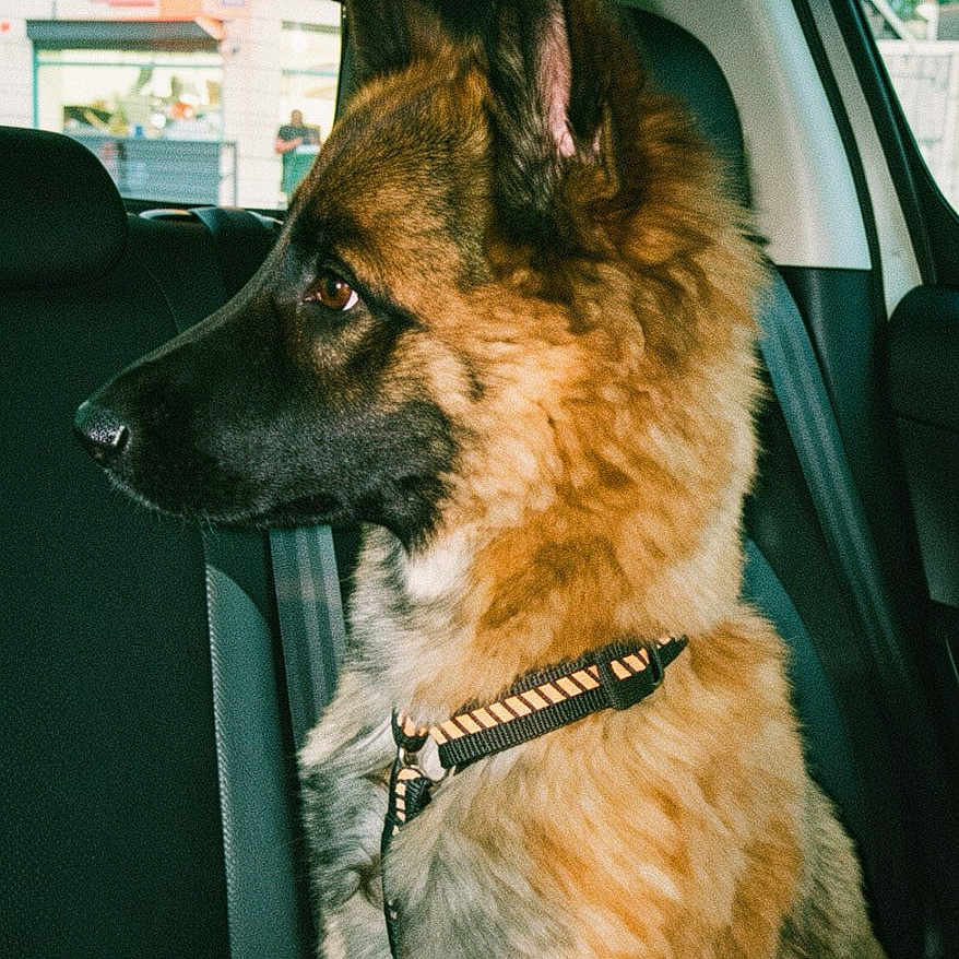 Byronxn participe au concours pour gagner de l'argent avec cette photo : dog, german_shepherd, pet, animal, car_interior, seat, collar, window, sunlight, fur, portrait, side_view, domestic_animal, transportation, vehicle, seatbelt, looking_away, young_dog, indoor, daytime