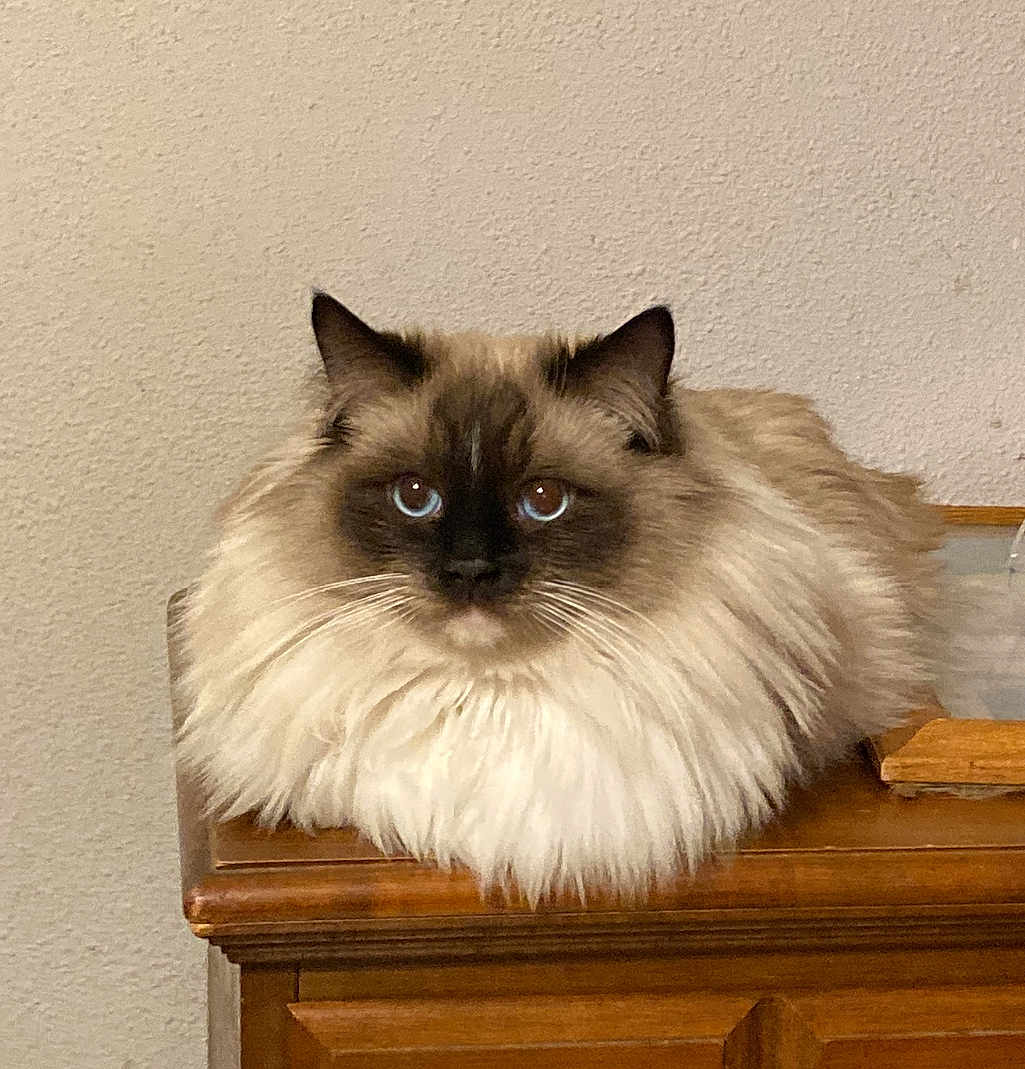 Milo