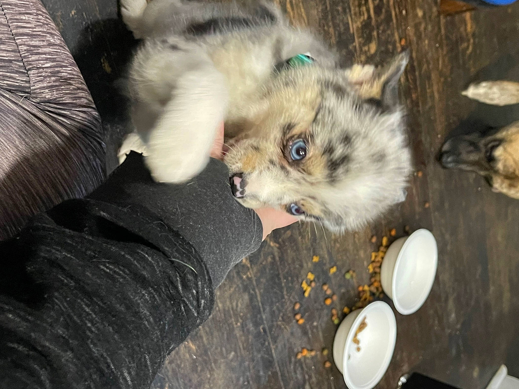 Shady is registered to the contest to win money with this photo: canidae, carnivore, cat, claw, comfort_food, companion_dog, dog_breed, domestic_short_haired_cat, fawn, felidae, fur, paw, rodent, small_to_medium_sized_cats, snout, spitz, sporting_group, tableware, tail, whiskers