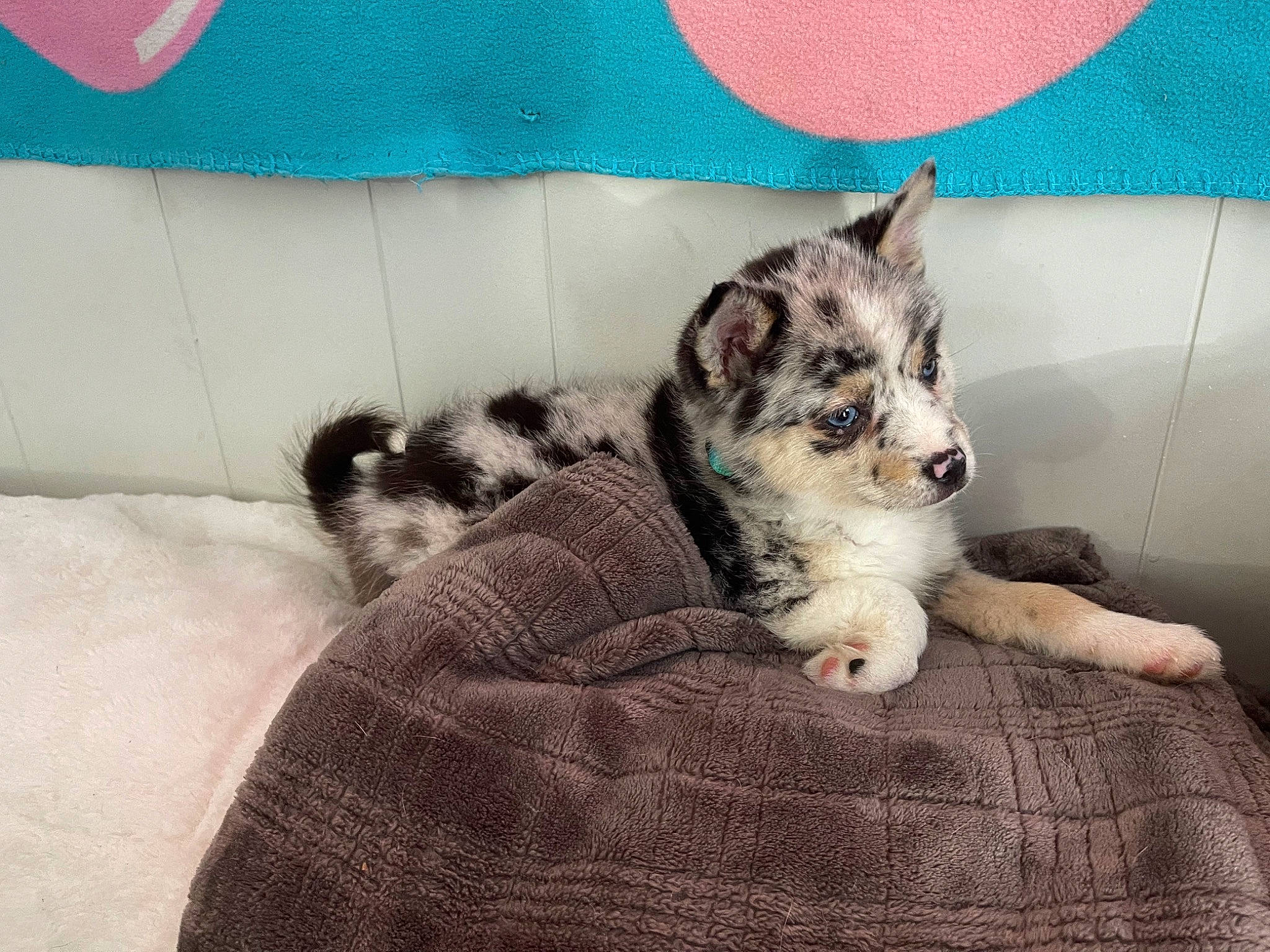 Shady joined the competition — help win amazing prizes! carnivore, comfort, companion_dog, couch, dog, dog_breed, domestic_short_haired_cat, felidae, fur, grey, herding_dog, linens, pattern, paw, sleeve, small_to_medium_sized_cats, tail, terrestrial_animal, toy_dog, whiskers