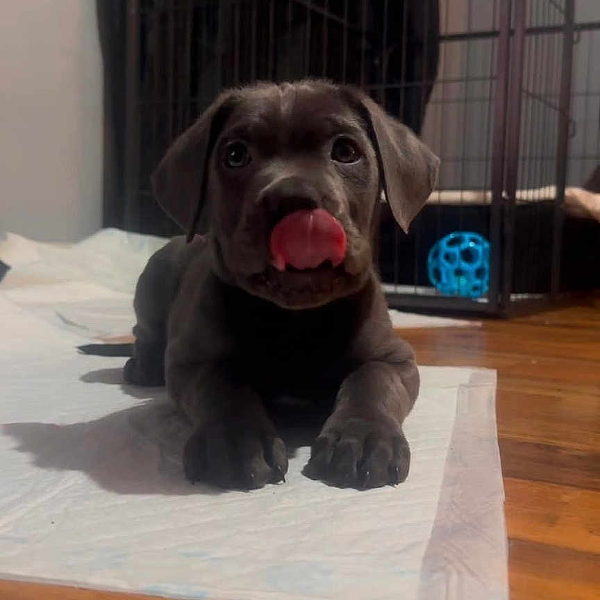 Zeus is registered to the contest to win money with this photo: animal, black_puppy, blue_ball, curtain, cute, dog, domestic, floor, home, indoor, lying_down, pet, pet_toy, playpen, puppy, tongue, tongue_out, training_pad, wooden_floor, young_dog
