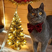 Rose Marie Amores participe au concours pour gagner de l'argent avec cette photo : cat, gray_cat, amber_eyes, red_bow_tie, christmas_tree, golden_tree, christmas_lights, garland, wooden_wall, blanket, festive, holiday_decor, indoor, pet, animal, cute, cozy, decorations, soft_lighting, portrait