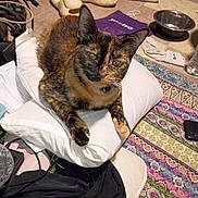 Willow is registered to the contest to win money with this photo: animal, cables, cat, closeup, clutter, domestic, fabric, floor, food_bowl, household_items, indoor, looking_at_camera, multicolor_fur, patterned_rug, pet, pillow, resting, slippers, tortoiseshell_cat, water_bottle