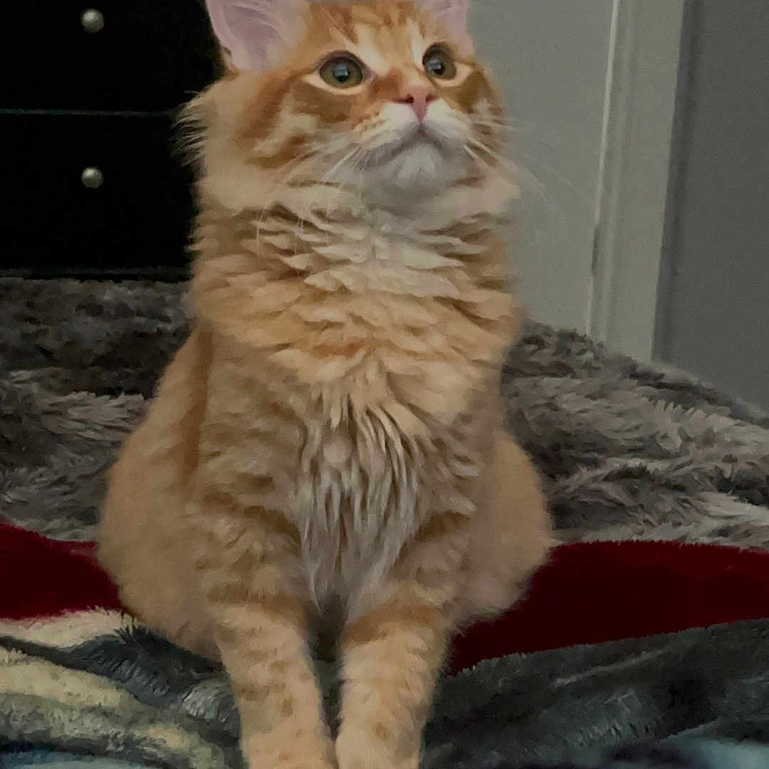 Garfield is registered to the contest to win money with this photo: cat, orange_tabby, fluffy, pet, indoor, blanket, furniture, dorm_room, curious, sitting, fur, animal, domestic_cat, whiskers, ears, eyes, cozy, home, cute, portrait