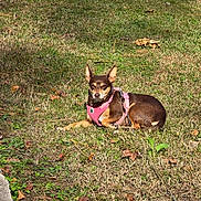 Bea is registered to the contest to win money with this photo: animal, brown_dog, canine, daylight, dog, ears_up, grass, ground, lawn, leash, nature, outdoor, park, pet, pink_harness, quiet, relaxed, resting, small_dog, sunny