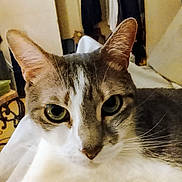 Itachi a rejoint le concours — aidez-le/la à gagner de superbes lots ! animal_portrait, background, cat, close_up, cozy, domestic_animal, ears, face, feline, fur, green_eyes, household, indoor, looking_at_camera, pets, relaxed, resting, soft_lighting, tabby_cat, whiskers