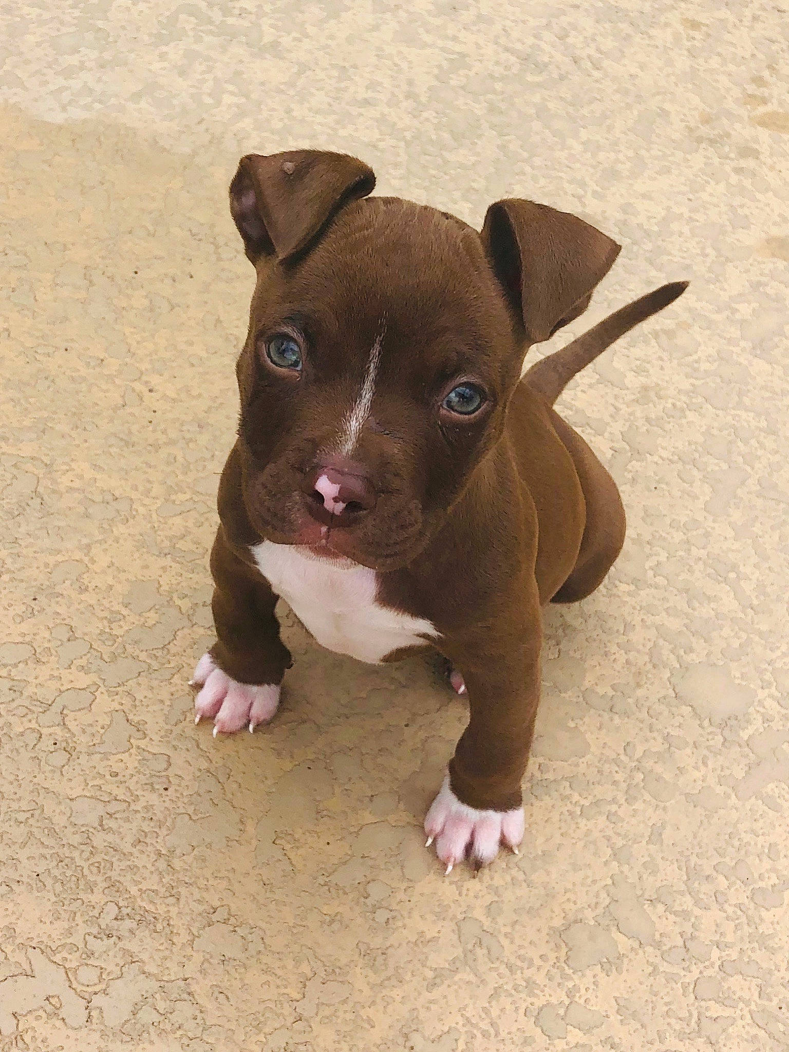 Tank is registered to the contest to win money with this photo: brown, canidae, carnivore, companion_dog, dog, dog_breed, fawn, liver, non_sporting_group, paw, puppy, snout, sporting_group, terrestrial_animal, whiskers, working_animal