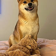 Ryo a rejoint le concours — aidez-le/la à gagner de superbes lots ! dog, shiba_inu, smiling, bed, stuffed_toy, teddy_bear, indoor, pet, fur, cute, animal, cozy, soft, friendly, portrait, brown, beige, playful, companion, relaxed