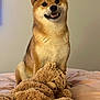 dog, shiba_inu, smiling, bed, stuffed_toy, teddy_bear, indoor, pet, fur, cute, animal, cozy, soft, friendly, portrait, brown, beige, playful, companion, relaxed