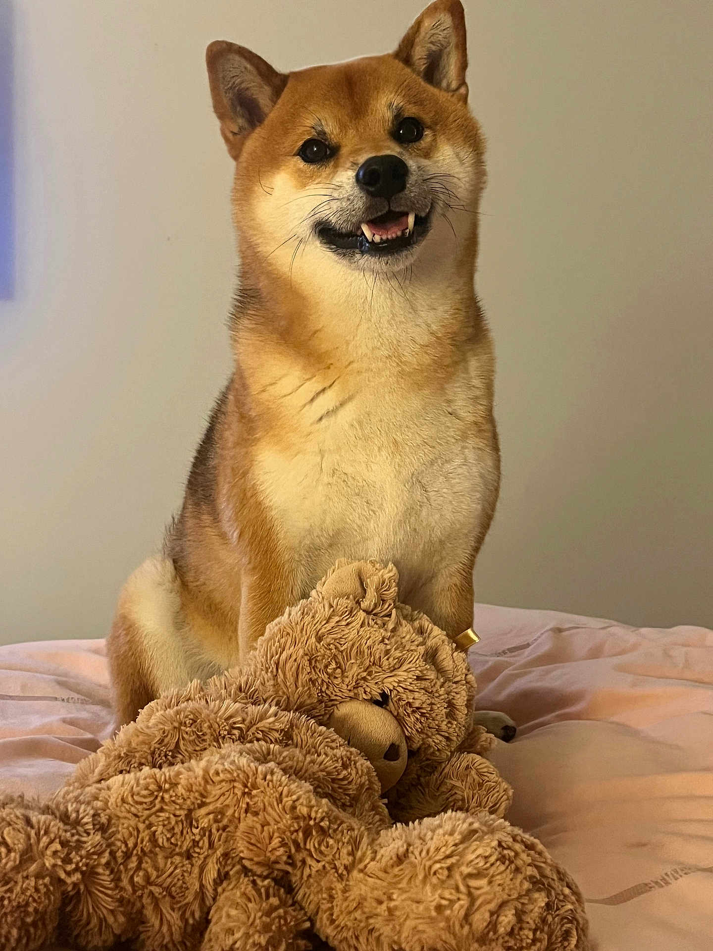 Ryo a rejoint le concours — aidez-le/la à gagner de superbes lots ! dog, shiba_inu, smiling, bed, stuffed_toy, teddy_bear, indoor, pet, fur, cute, animal, cozy, soft, friendly, portrait, brown, beige, playful, companion, relaxed