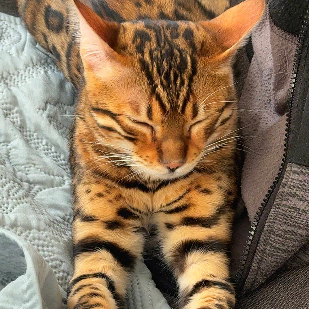 Apollo