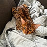 Apollo is registered to the contest to win money with this photo: bengal_cat, cat, pet, feline, animal, indoor, blanket, couch, resting, fur_pattern, brown, black_spots, green_eyes, cozy, relaxed, texture, soft, comfort, domestic, alert