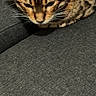 bengal_cat, cat, pet, feline, animal, resting, close_up, spotted_coat, whiskers, ears, fur, indoor, gray_fabric, texture, portrait, mammal, cute, domestic_cat, laying, focused