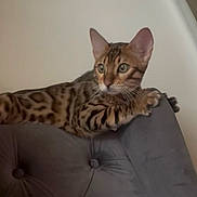 Apollo joined the competition — help win amazing prizes! cat, bengal_cat, feline, animal, pet, indoor, furniture, chair, tufted_chair, striped, spotted, relaxed, alert, whiskers, ears, paws, domestic_animal, mammal, cute, resting