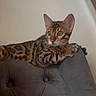 cat, bengal_cat, feline, animal, pet, indoor, furniture, chair, tufted_chair, striped, spotted, relaxed, alert, whiskers, ears, paws, domestic_animal, mammal, cute, resting