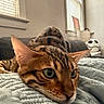 Apollo is registered to the contest to win money with this photo: cat, bengal_cat, pet, indoor, blanket, couch, window, blinds, relaxing, close_up, feline, animal, whiskers, ears, eyes, bedroom, soft_light, decor, skull_pillow, cozy