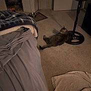 Spice is registered to the contest to win money with this photo: cat, tabby, carpet, bed, blanket, towel, fan, water_bowl, indoor, room, floor, door, closet, furniture, sleeping, relaxed, pet, home, cozy, sheet