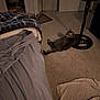 cat, tabby, carpet, bed, blanket, towel, fan, water_bowl, indoor, room, floor, door, closet, furniture, sleeping, relaxed, pet, home, cozy, sheet