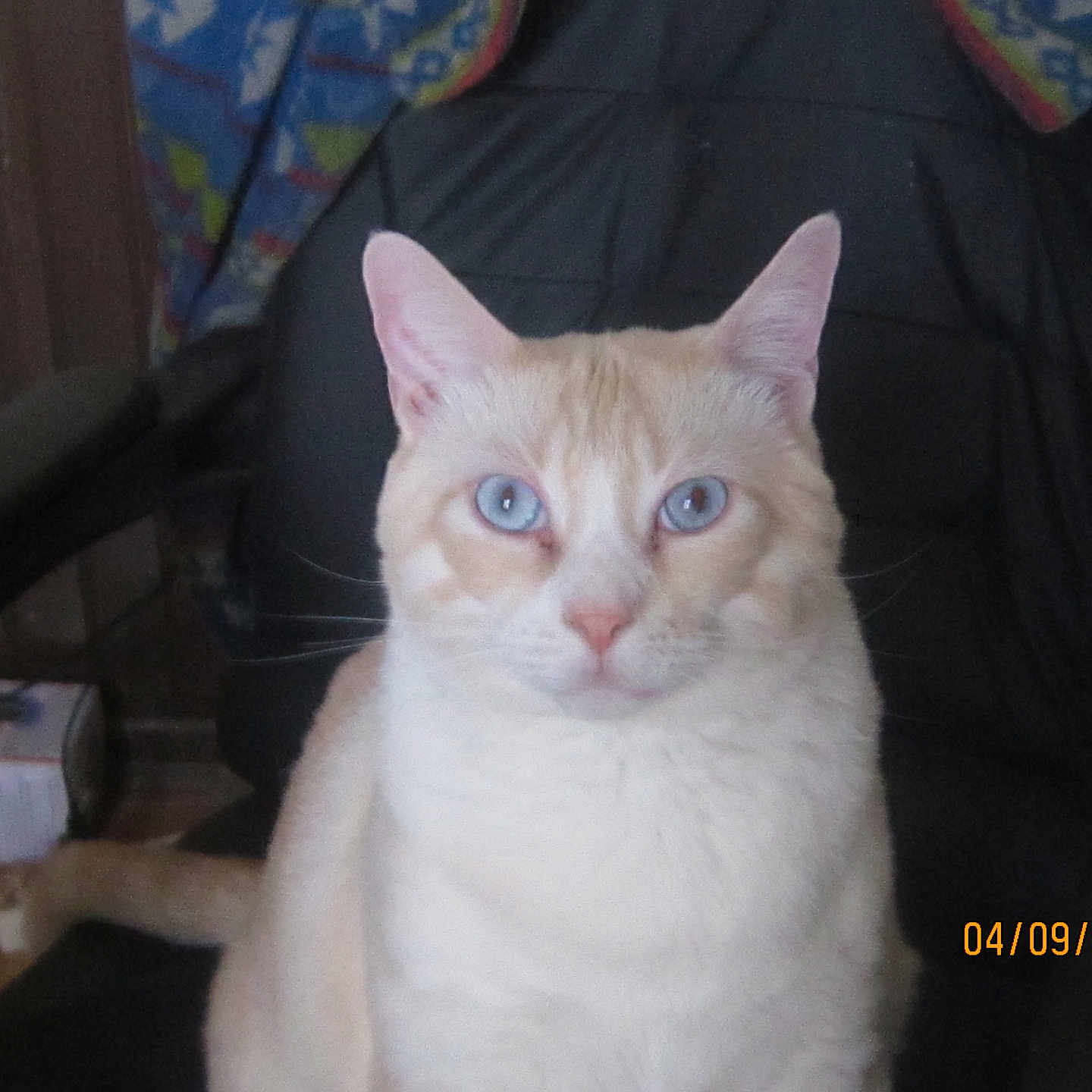 Napoléon a rejoint le concours — aidez-le/la à gagner de superbes lots ! animal, blanket, blue_eyes, box, calm, cat, chair, close_up, cream_colored, domestic_cat, ears, furniture, household, indoor, looking_at_camera, pet, portrait, sitting, tail, whiskers