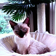 Simba is registered to the contest to win money with this photo: cat, siamese_cat, pet, indoor, window, plant, leaf, cozy, furry, animal, bed, resting, cute, whiskers, ears, blue_eyes, fluffy, relaxed, home, natural_light