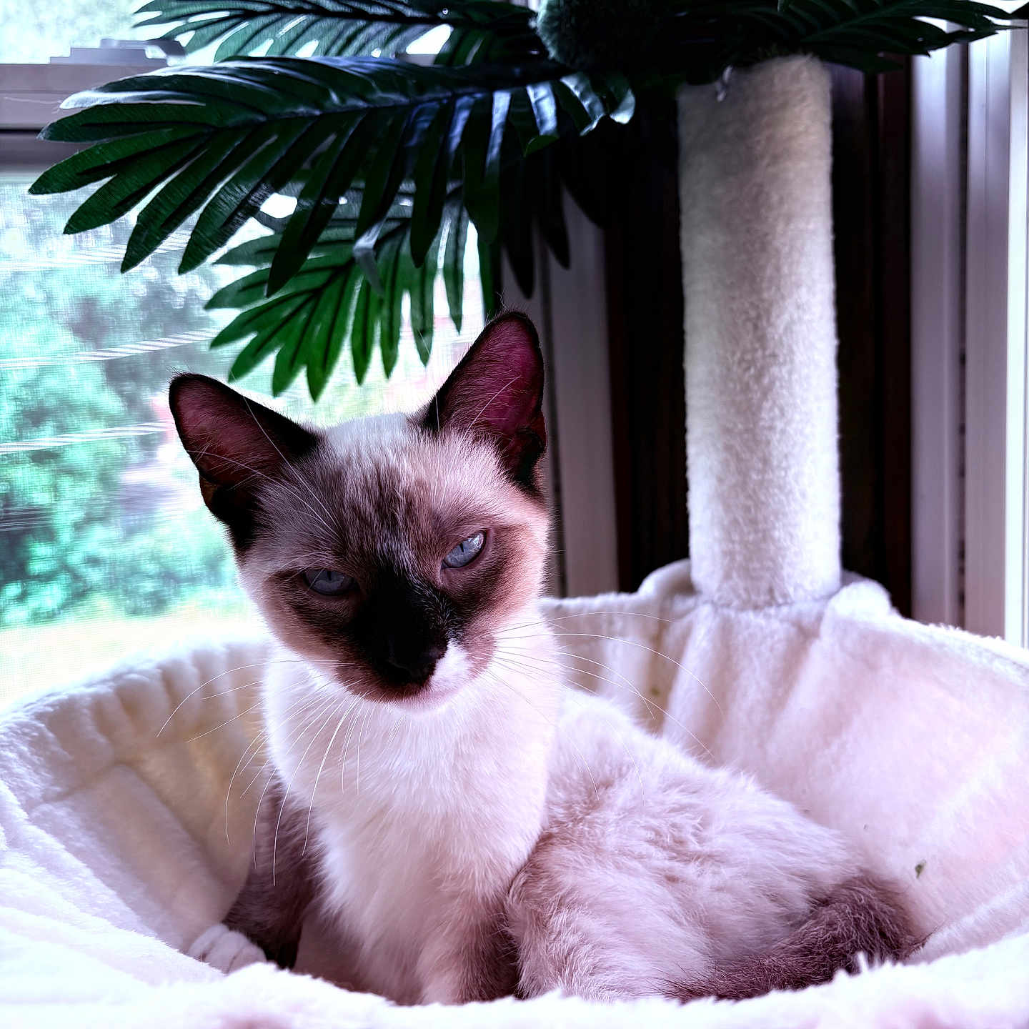Simba is registered to the contest to win money with this photo: animal, bed, blue_eyes, cat, cozy, cute, ears, fluffy, furry, home, indoor, leaf, natural_light, pet, plant, relaxed, resting, siamese_cat, whiskers, window
