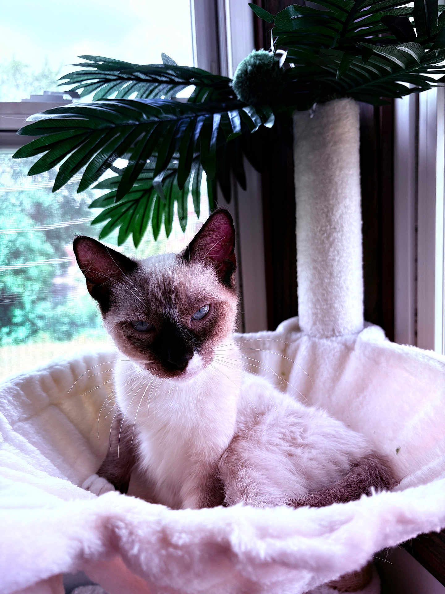 Simba is registered to the contest to win money with this photo: cat, siamese_cat, pet, indoor, window, plant, leaf, cozy, furry, animal, bed, resting, cute, whiskers, ears, blue_eyes, fluffy, relaxed, home, natural_light