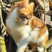 Nougat a rejoint le concours — aidez-le/la à gagner de superbes lots ! cat, orange_cat, white_cat, tree_branch, moss, outdoor, sunlight, animal, feline, nature, wood, rustic, twig, pet, whiskers, paw, fur, daylight, curious, balance