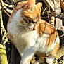 cat, orange_cat, white_cat, tree_branch, moss, outdoor, sunlight, animal, feline, nature, wood, rustic, twig, pet, whiskers, paw, fur, daylight, curious, balance