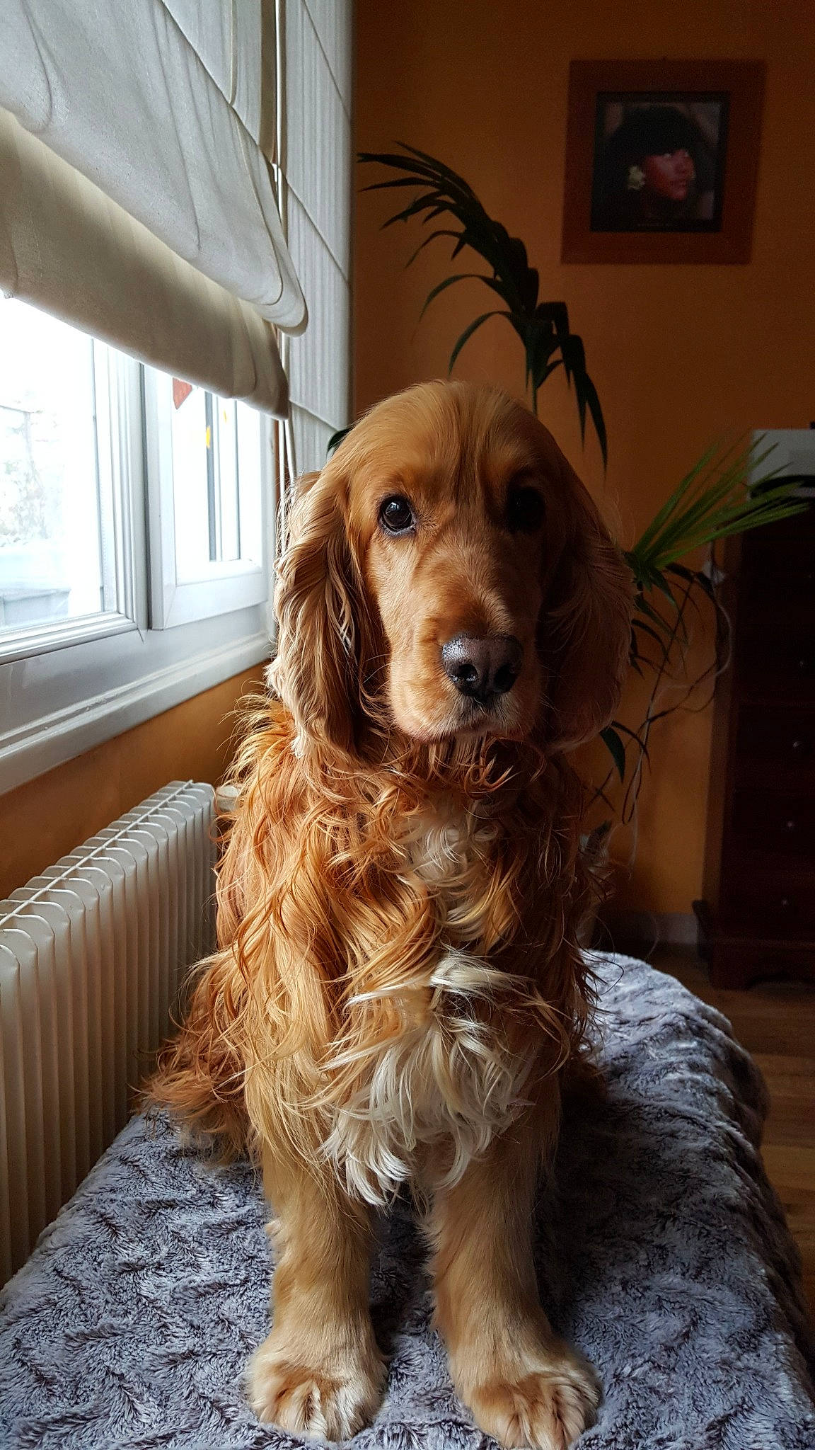 Chocolat participe au concours pour gagner de l'argent avec cette photo : canidae, carnivore, cocker_spaniel, companion_dog, dog, dog_breed, english_cocker_spaniel, field_spaniel, german_spaniel, golden_retriever, irish_setter, mammal, person, rare_breed_dog, russian_spaniel, setter, snout, spaniel, sporting_group, sussex_spaniel
