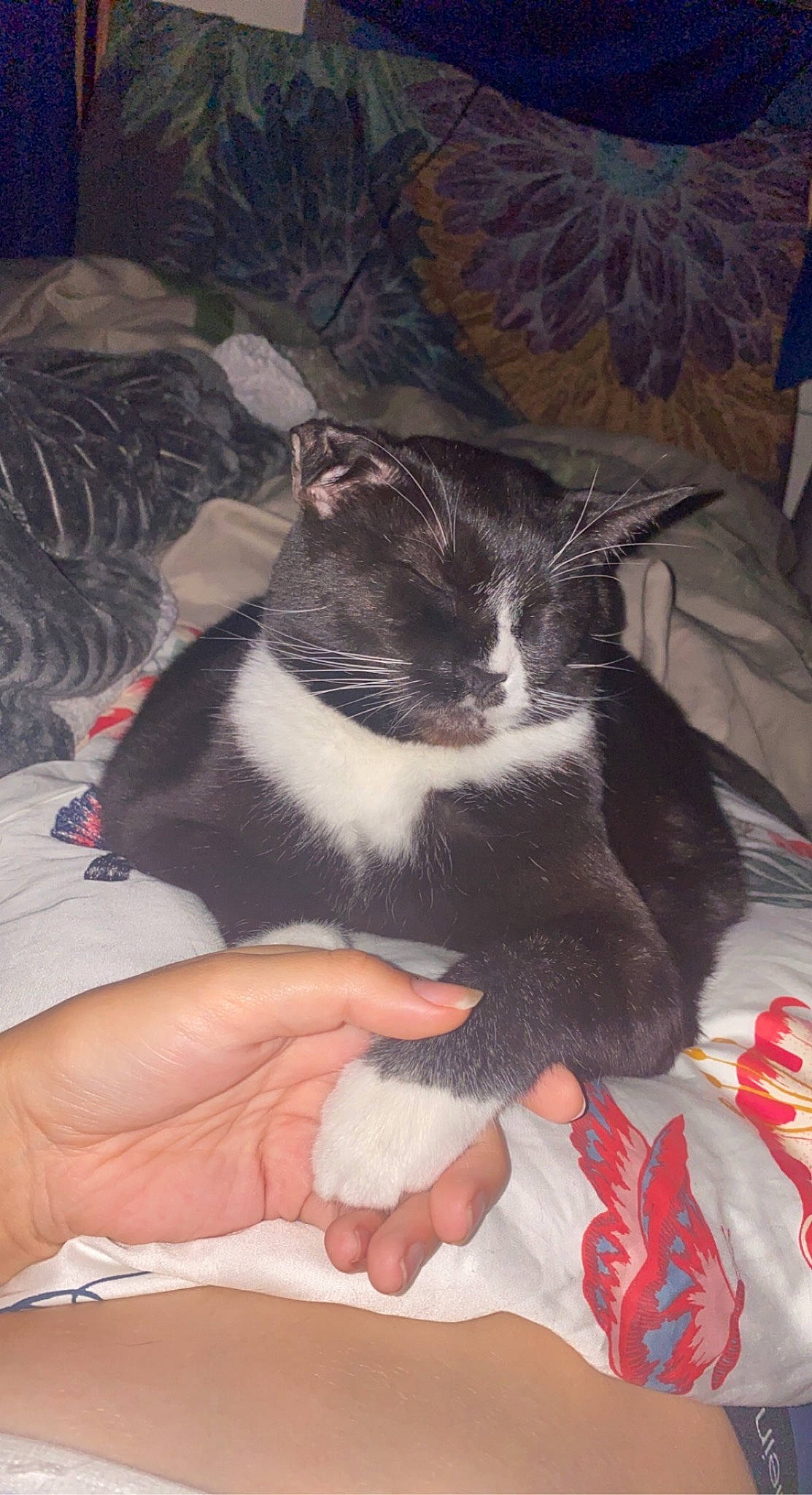 Pirate is registered to the contest to win money with this photo: carnivore, cat, comfort, domestic_short_haired_cat, felidae, foot, formal_wear, fur, human_leg, lap, linens, nail, small_to_medium_sized_cats, tail, thigh, whiskers