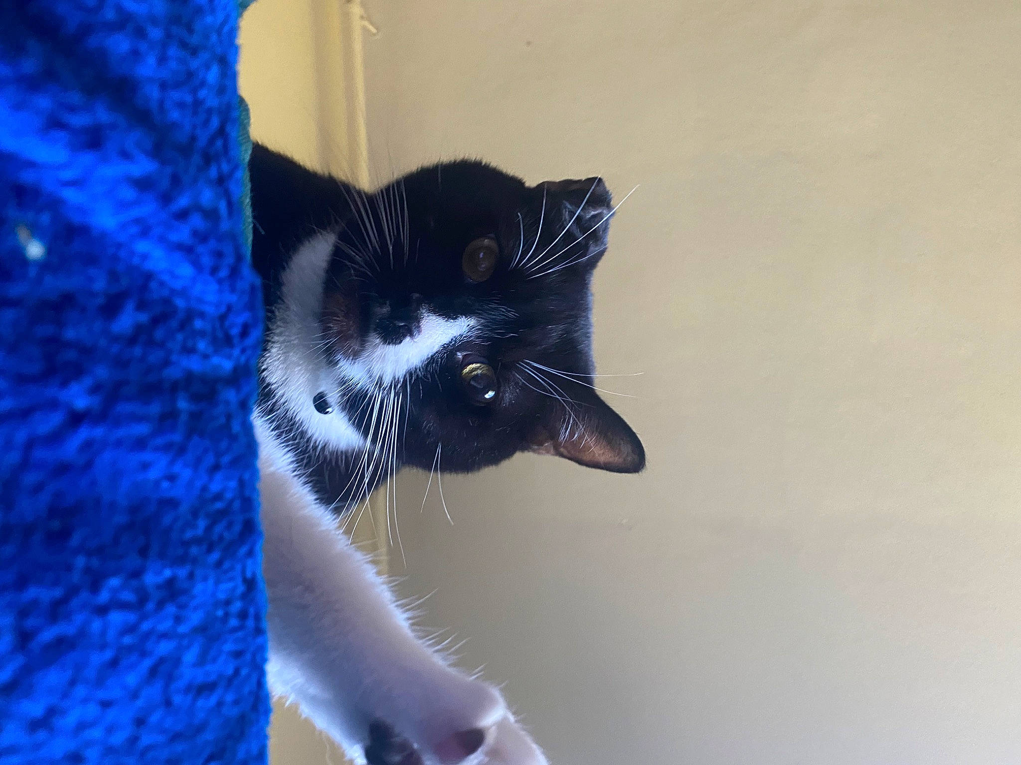 Pirate joined the competition — help win amazing prizes! black_cat, carnivore, cat, claw, comfort, domestic_short_haired_cat, electric_blue, felidae, foot, fur, human_leg, paw, small_to_medium_sized_cats, snout, tail, terrestrial_animal, tree, whiskers