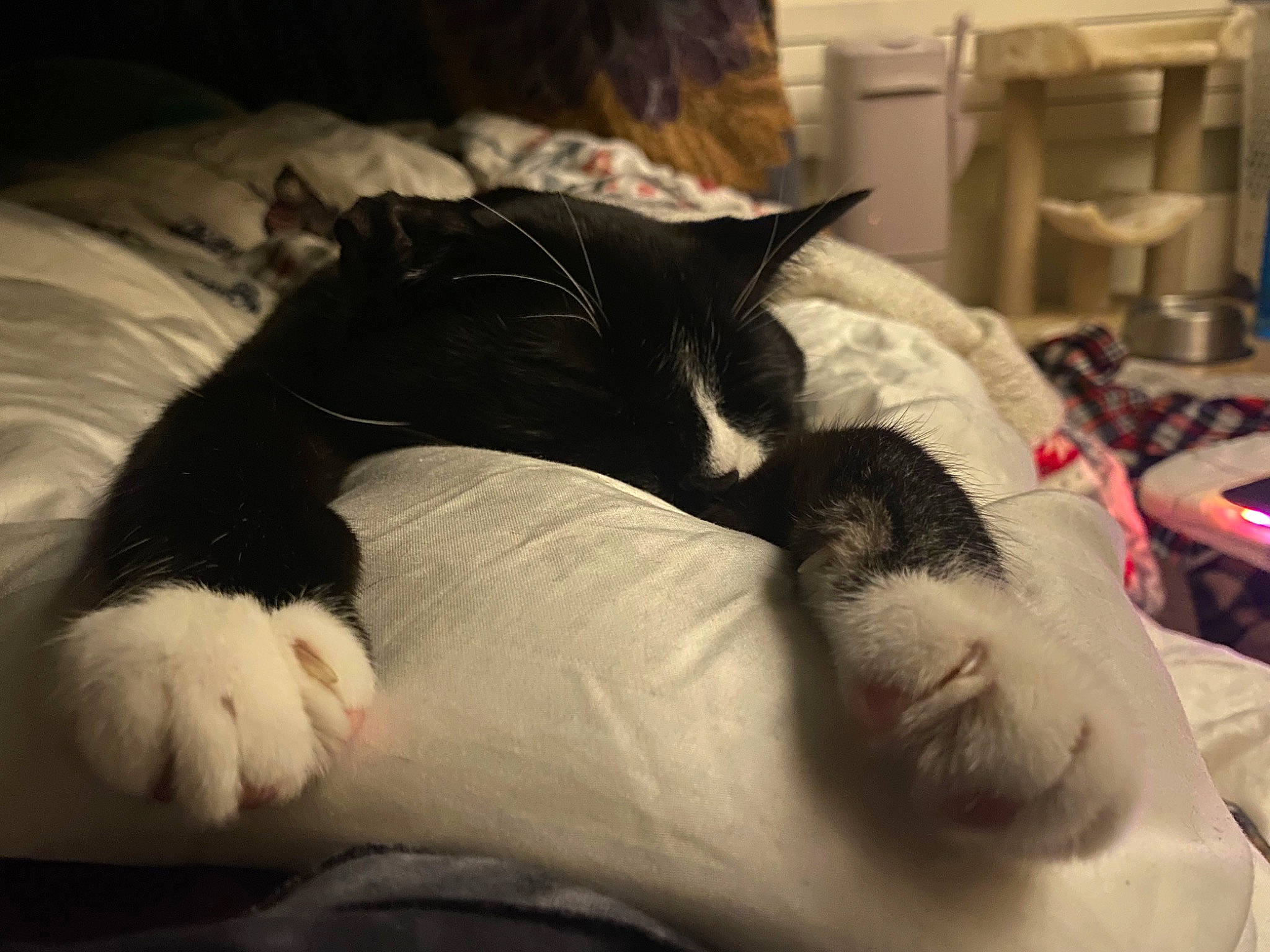 Pirate is registered to the contest to win money with this photo: canidae, carnivore, cat, claw, comfort, companion_dog, dog_breed, domestic_short_haired_cat, ear, felidae, fur, linens, nap, paw, room, small_to_medium_sized_cats, snout, sporting_group, tail, whiskers