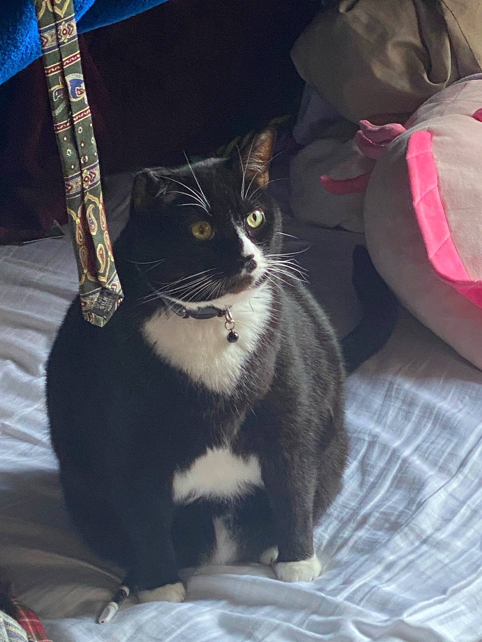 Pirate joined the competition — help win amazing prizes! bag, carnivore, cat, comfort, domestic_short_haired_cat, felidae, fur, grey, linens, paw, small_to_medium_sized_cats, snout, tail, whiskers, window